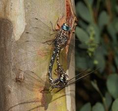 Austroaeschna multipunctata