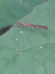 Bactrodes spinulosus