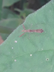 Bactrodes spinulosus