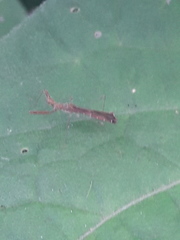 Bactrodes spinulosus