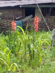 Gladiolus × hortulanus