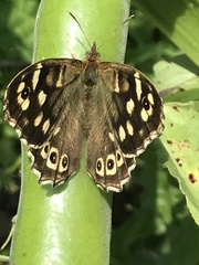 Pararge aegeria
