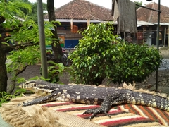 Varanus salvator