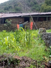 Gladiolus × hortulanus