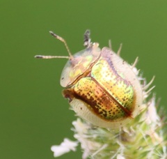 Deloyala guttata