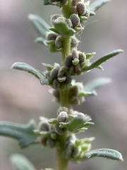 Blitum