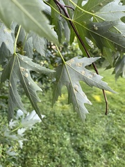 Eriophyes aceris