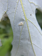 Eriophyes aceris