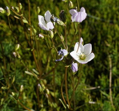 Gentianella cunninghamii