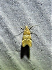 Theisoa constrictella