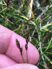 Carex tumulicola