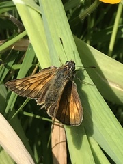 Ochlodes sylvanus