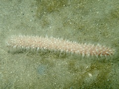 Veretillidae