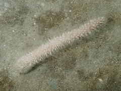 Veretillidae