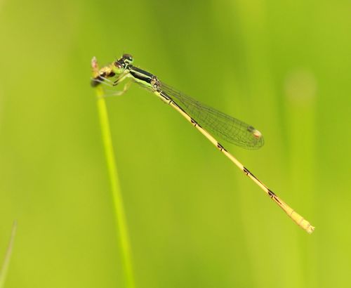 Citrine Forktail photo 6