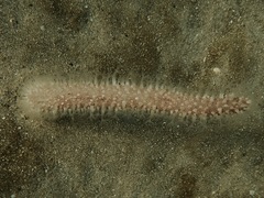 Veretillidae