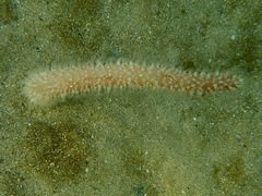 Veretillidae