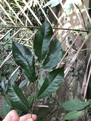 Ficus irisana