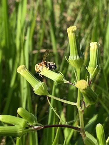 Megachile image