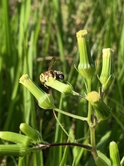 Megachile albitarsis image