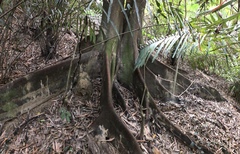 Ficus irisana