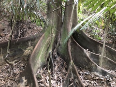 Ficus irisana