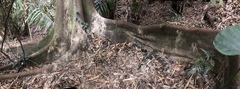Ficus irisana
