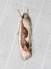 Lichenaula undulatella