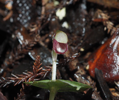 Corybas rotundifolius