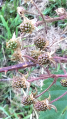 Rubus laciniatus