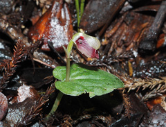 Corybas rotundifolius