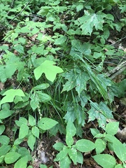 Carex echinodes