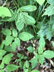 Carex echinodes
