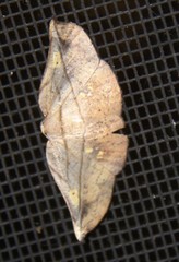 Xenomusa metallica