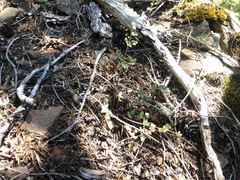 Lomatium martindalei