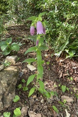 Campanula punctata