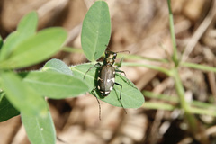 Cicindela patruela