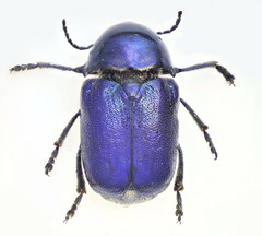 Cryptocephalus globicollis