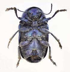 Cryptocephalus globicollis