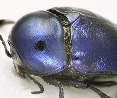 Cryptocephalus globicollis