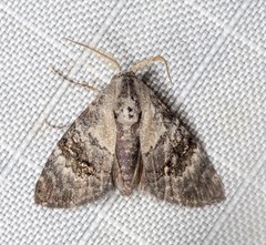 Acatapaustus leucospila