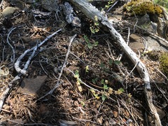 Lomatium martindalei