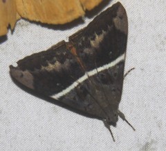 Oxyodes tricolor