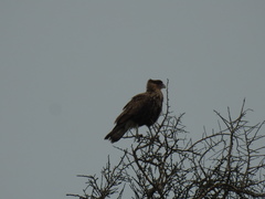 Caracara plancus