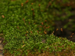 Anacamptodon splachnoides