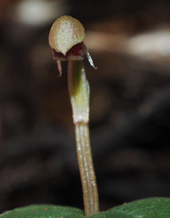 Corybas rotundifolius
