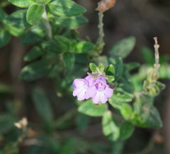Prostanthera hirtula