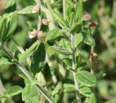 Prostanthera hirtula