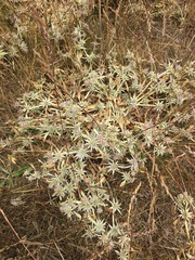 Eryngium aristulatum