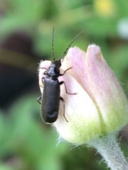 Rhagonycha mandibularis